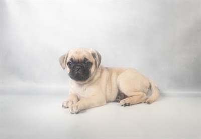 [#N09445] Fawn F Pug Puppies for Sale