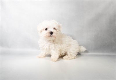 [#N09472] White M Maltese Puppies for Sale