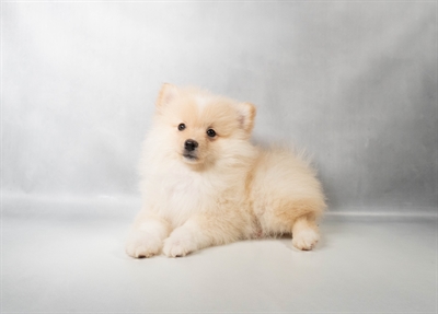 [#N09529] Cream M Pomeranian Puppies for Sale