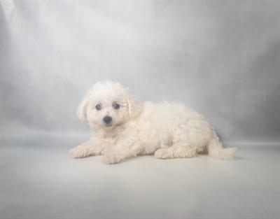 [#N09660] White F Bichon Frise Puppies for Sale