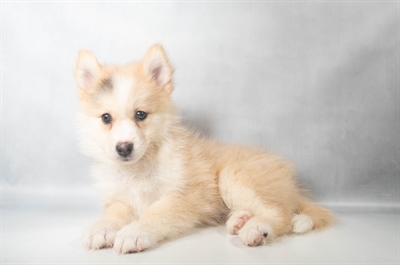 [#N09825] Sable F Pomski Puppies for Sale