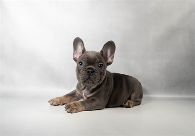 [#N10827] Blue and Tan F French Bulldog Puppies for Sale