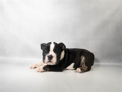 [#N10999] Black Tan and White F English Bulldog Puppies for Sale