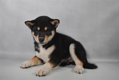 [#N11001] Black and Tan M Shiba Inu Puppies for Sale