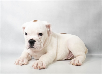 [#N11300] Red and White M Victorian Bulldog Puppies for Sale