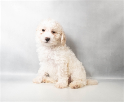 [#N11476] Cream and White F Poodle Puppies for Sale