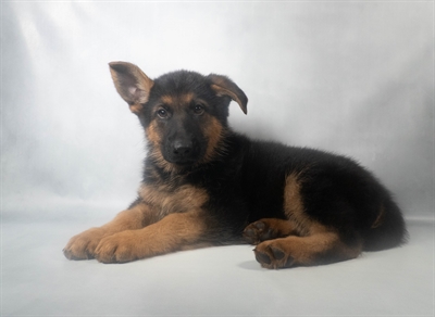 [#N11478] Black and Tan M German Shepherd Puppies for Sale