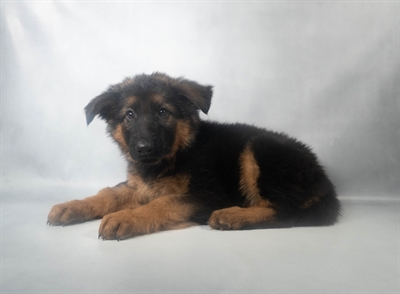 [#N11479] Black and Tan F German Shepherd Puppies for Sale