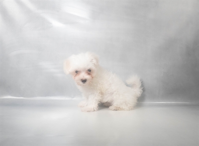 [#N11861] White F Maltese Puppies for Sale