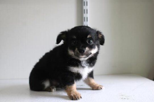[#262197-01] Black / Tan M Chihuahua Puppies for Sale