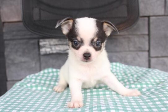 [#262067-04] White / Black M Chihuahua Puppies for Sale