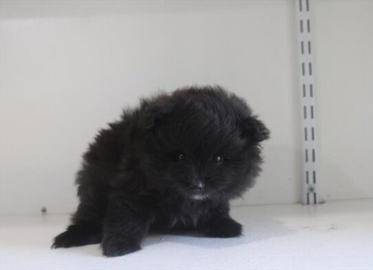 [#262199-01] Black F Pomeranian Puppies for Sale