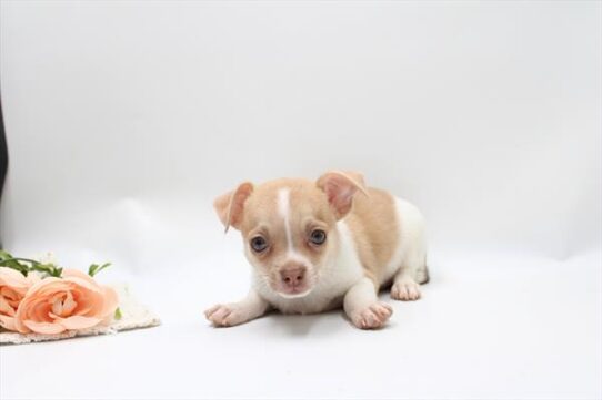 [#261992-01] Fawn / White M Chihuahua Puppies for Sale