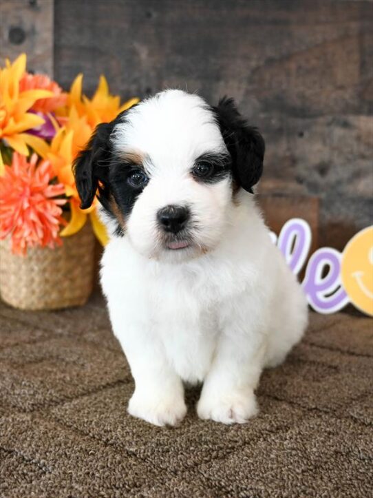 [#26422-02] White M Bernedoodle Mini F1b Puppies for Sale