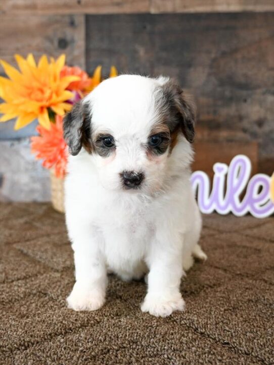 [#26422-01] White M Bernedoodle Mini F1b Puppies for Sale