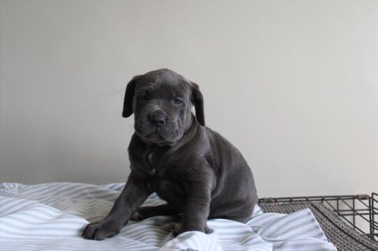 [#262467-04] Blue F Cane Corso Puppies for Sale