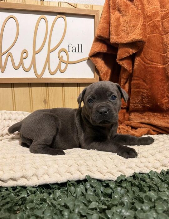 [#262283-08] Blue F Cane Corso Puppies for Sale