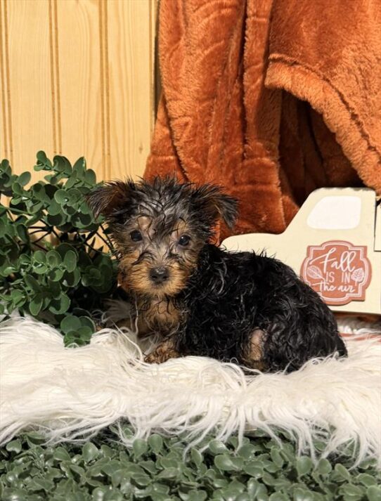 [#262264-06] Black / Tan F Yorkshire Terrier Puppies for Sale