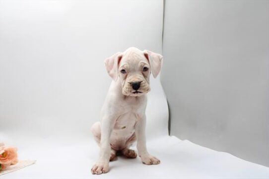 [#262184-05] White F Boxer Puppies for Sale
