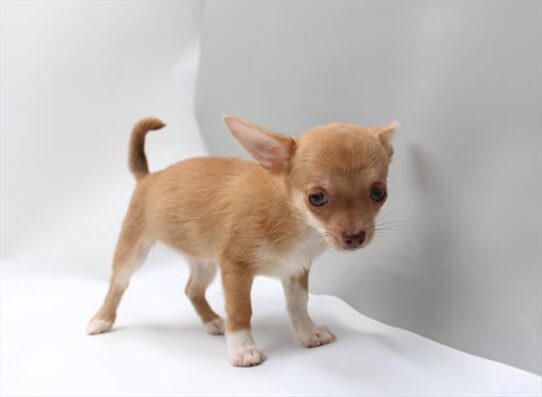 [#262162-04] Fawn / White F Chihuahua Puppies for Sale