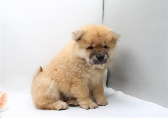 [#262303-04] Red M Chow Chow Puppies for Sale