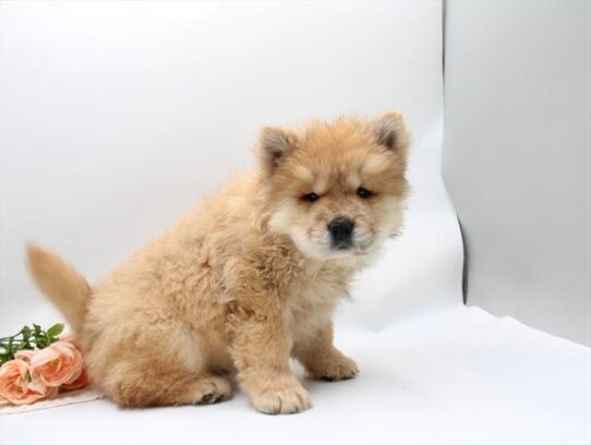 [#262303-05] Red F Chow Chow Puppies for Sale