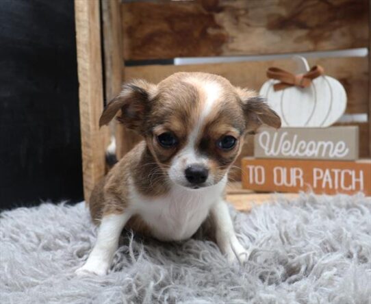 [#262353-02] Brown / White M Chihuahua Puppies for Sale