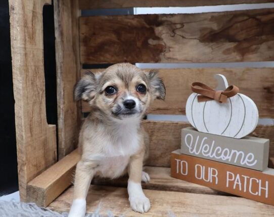 [#262353-03] Brown / White F Chihuahua Puppies for Sale