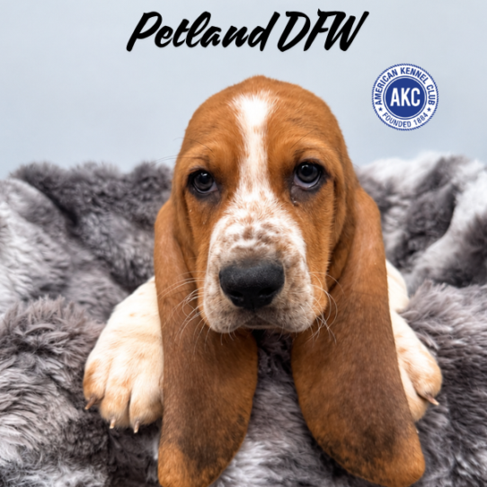 [#N09747] Black Tan and White M Basset Hound Puppies for Sale