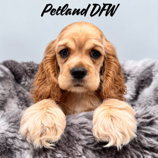 [#N09708] Buff F Cocker Spaniel Puppies for Sale