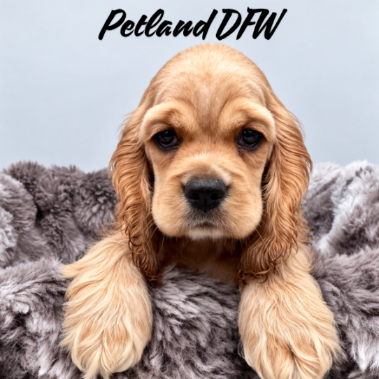 [#N09712] Buff M Cocker Spaniel Puppies for Sale