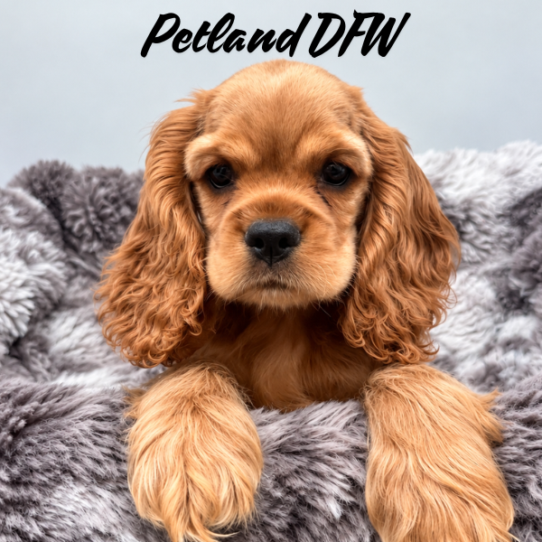 [#N09714] Red F Cocker Spaniel Puppies for Sale