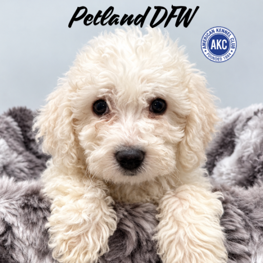 [#N09727] White F Bichon Frise Puppies for Sale