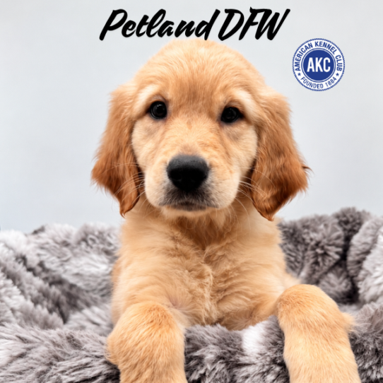 [#N09682] Golden M Golden Retriever Puppies for Sale