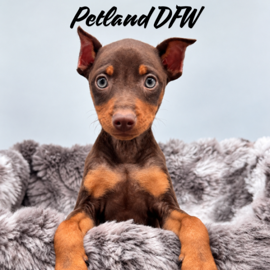 [#N09694] Chocolate and Rust M Miniature Pinscher Puppies for Sale