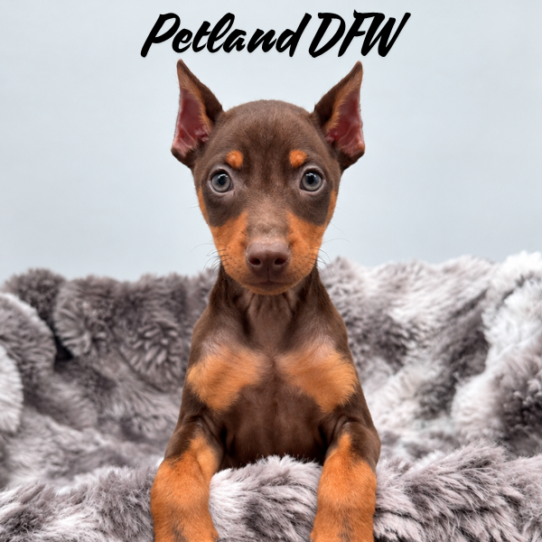 [#N09695] Chocolate and Rust F Miniature Pinscher Puppies for Sale