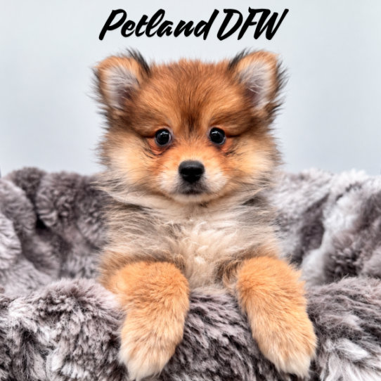[#N09893] Orange Sable F Pomeranian Puppies for Sale