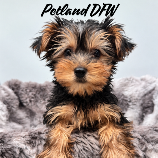 [#N10105] Black and Tan F Morkie Puppies for Sale