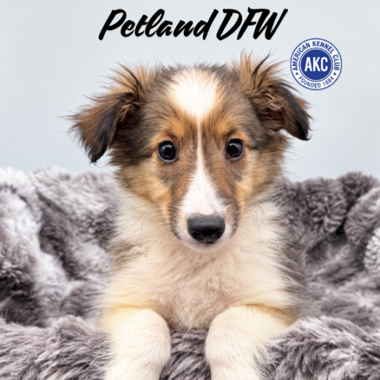 [#N12023] Sable and White F Shetland Sheepdog Puppies for Sale