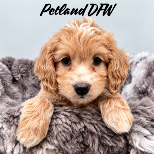 [#26148-03] Apricot F Cock A Poo 2nd Gen Puppies for Sale