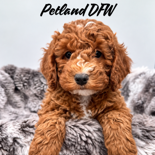 [#26145-02] Red M Goldendoodle Mini F1b Puppies for Sale