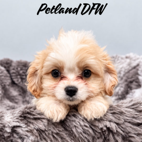 [#26144-06] Red / White F Cavachon Puppies for Sale