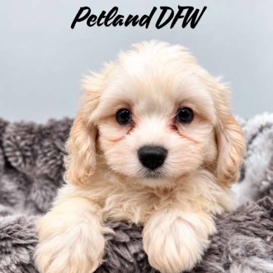 [#26144-03] Red / White M Cavachon Puppies for Sale