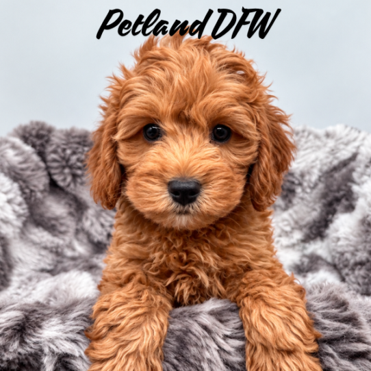 [#2633-03] Red M Cock A Poo 2nd Gen Puppies for Sale