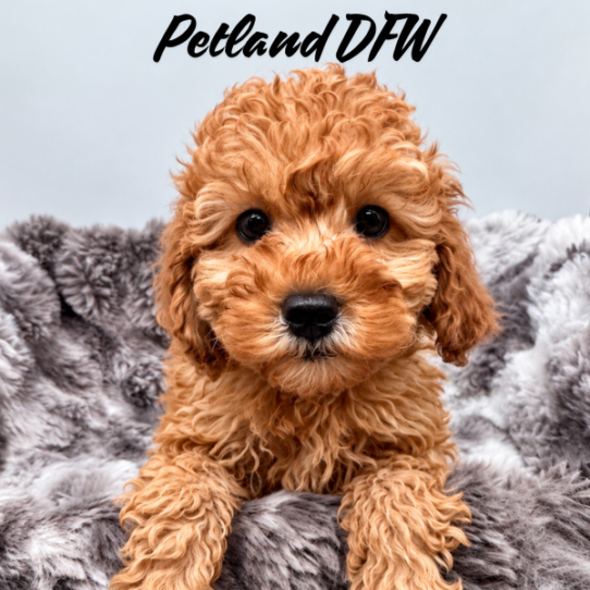 [#2633-06] Red F Cock A Poo 2nd Gen Puppies for Sale