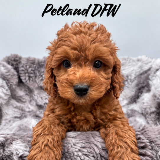 [#2633-05] Red M Cock A Poo 2nd Gen Puppies for Sale