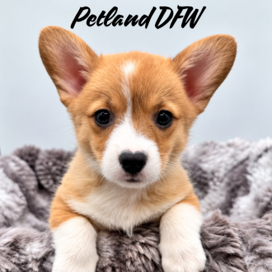 [#2634-04] Red / White F Pembroke Welsh Corgi Puppies for Sale