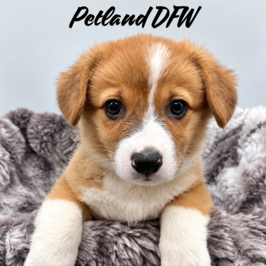 [#2634-03] Red / White M Pembroke Welsh Corgi Puppies for Sale