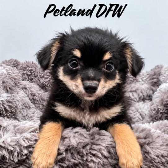 [#262197-01] Black / Tan M Chihuahua Puppies for Sale