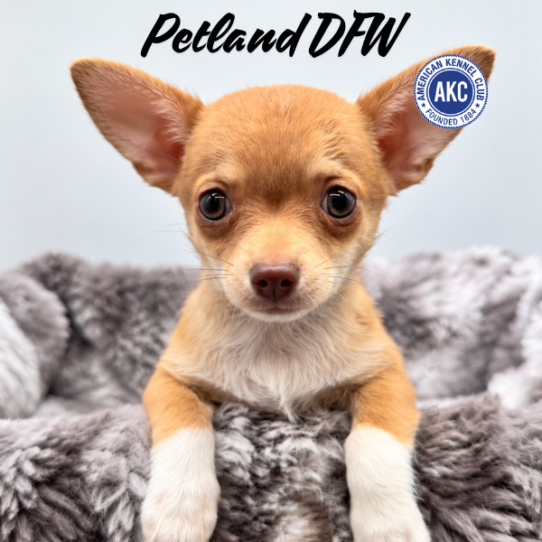[#262162-04] Fawn / White F Chihuahua Puppies for Sale